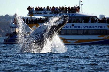 Whale Watching Sydney - Attractions Melbourne