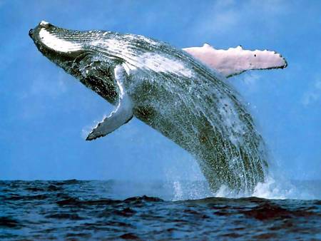 Whale Watching Sydney - Attractions Melbourne