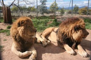 Mansfield Zoo - Attractions Melbourne