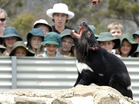 Tasmania Zoo - Attractions Melbourne